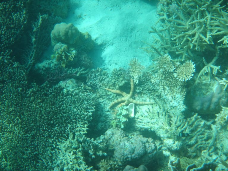 El Nido Resorts Snorkeling