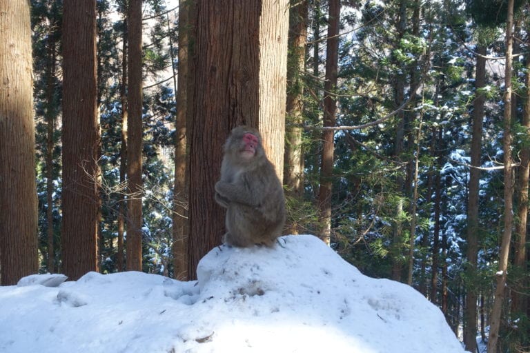 Jigokudani Yaen-koen (Snow Monkey Park)​ itinerary and travel guide see the snow monkeys of japan