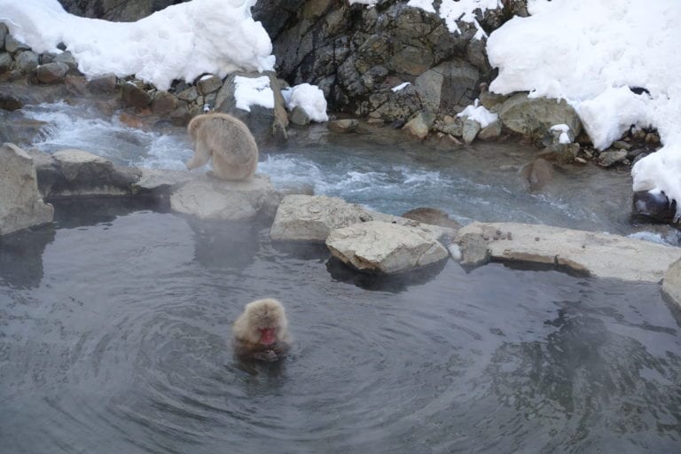 Jigokudani Yaen-koen (Snow Monkey Park)​ itinerary and travel guide see the snow monkeys of japan