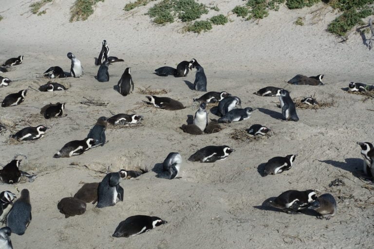 Boulder Beach Penguins how to see from Cape Town