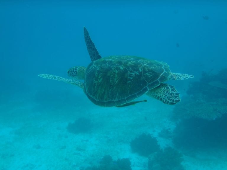 Bohol Island Hopping Tour Turtle