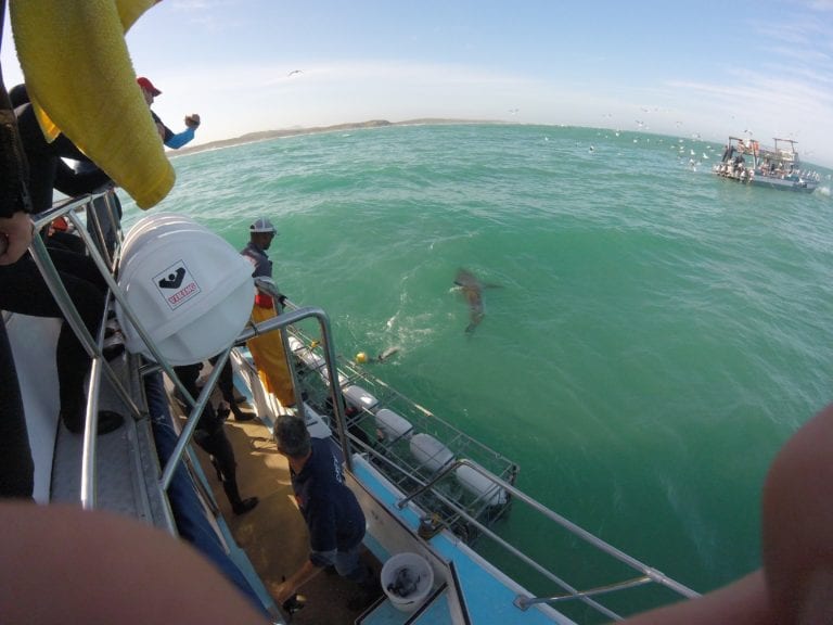 Great White Shark Cage Diving From Cape Town How To
