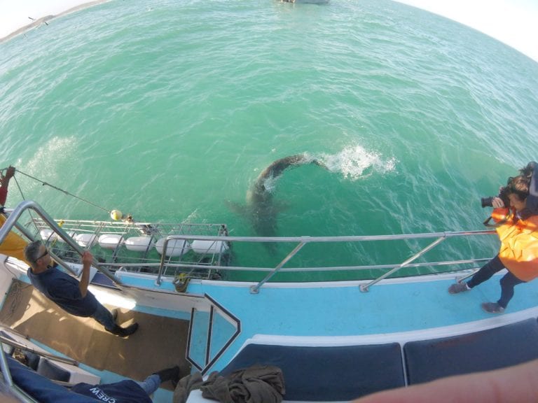 Great White Shark Cage Diving From Cape Town How To