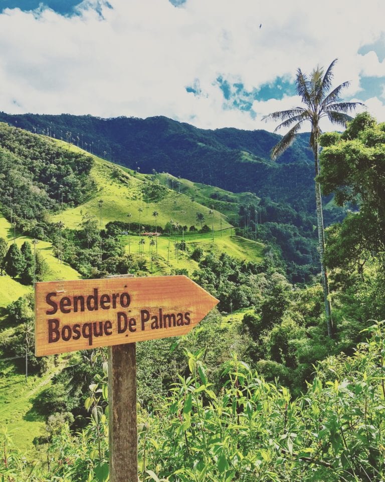 Hiking in the Valle de Cocora