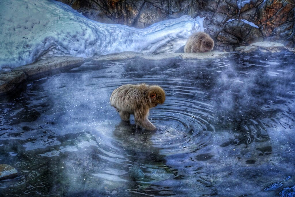 Snow monkeys itinerary in hot spring