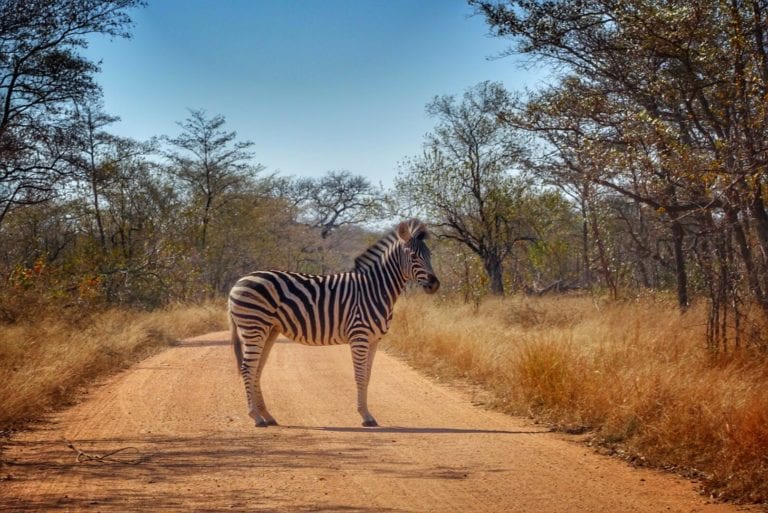 Kruger National Park Self Drive How To