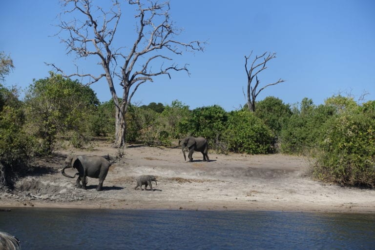 Chobe National Park Tour Review from victoria falls zimbabwe botstwana