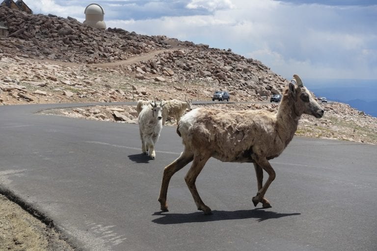 Mount Evans Denver Colorado