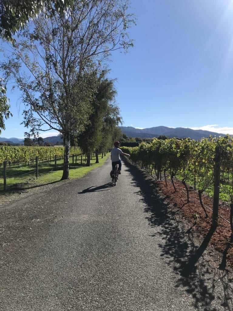 Bike Through Wine country