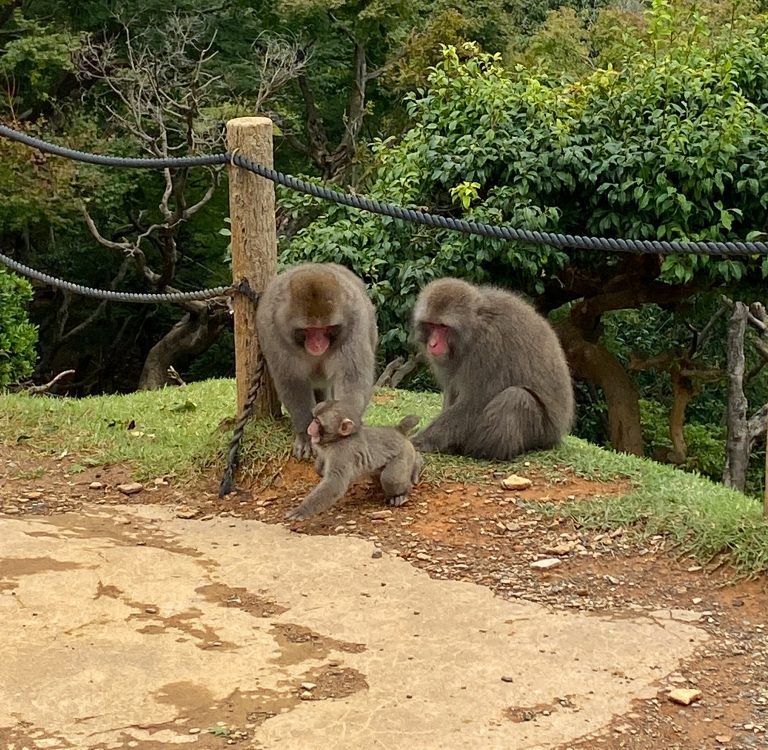 monkey park arashiyama
