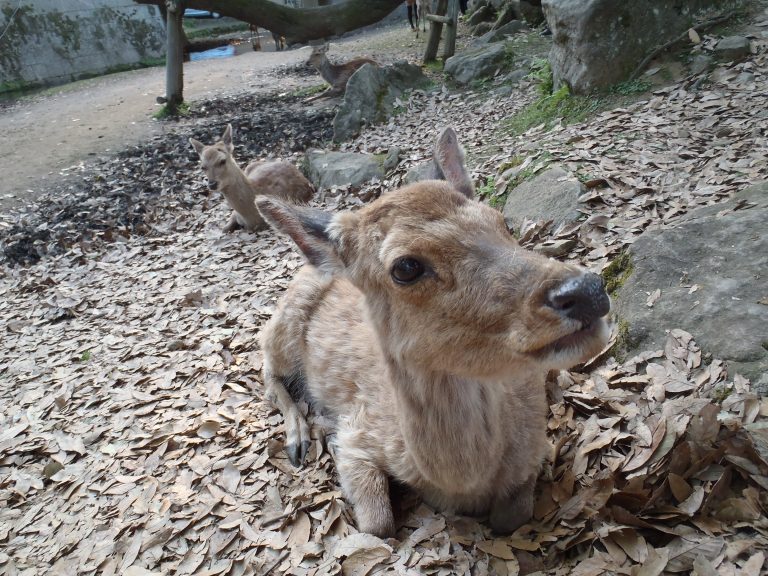 Nara Park things to do in Kansai Japan