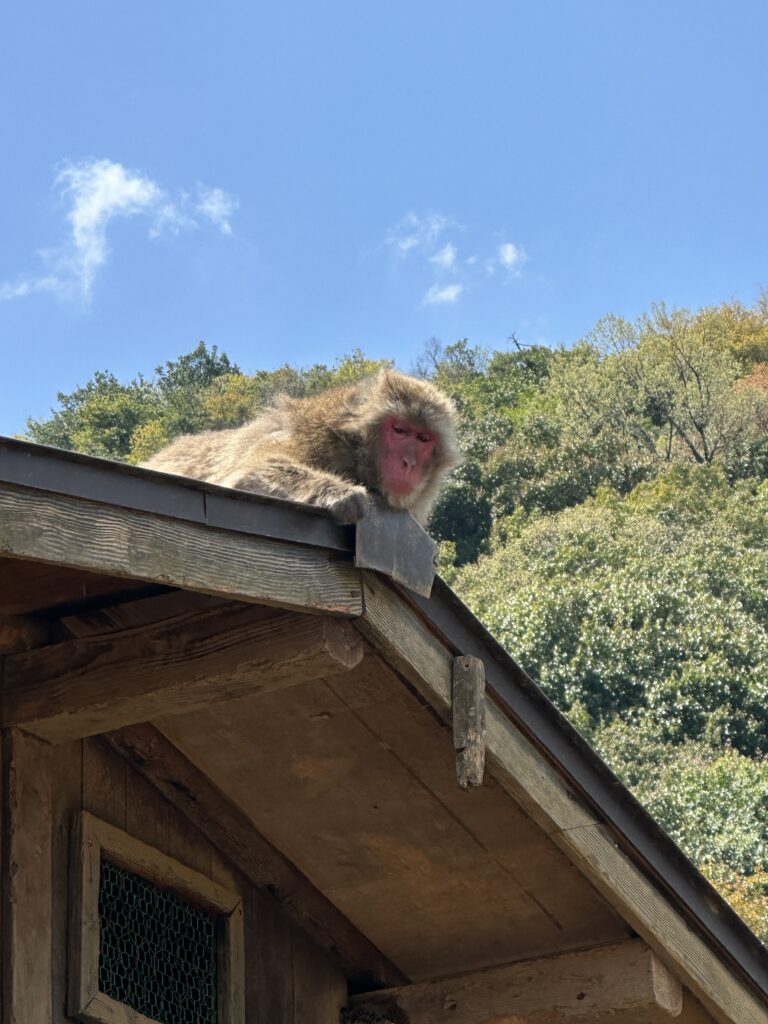 Arashiyama Monkeys