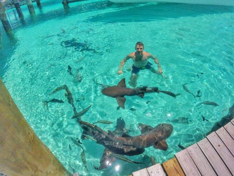Nurse Sharks at Compass Cay