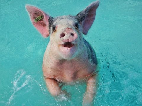 Swimming Pigs Bahamas How To visit the exumas